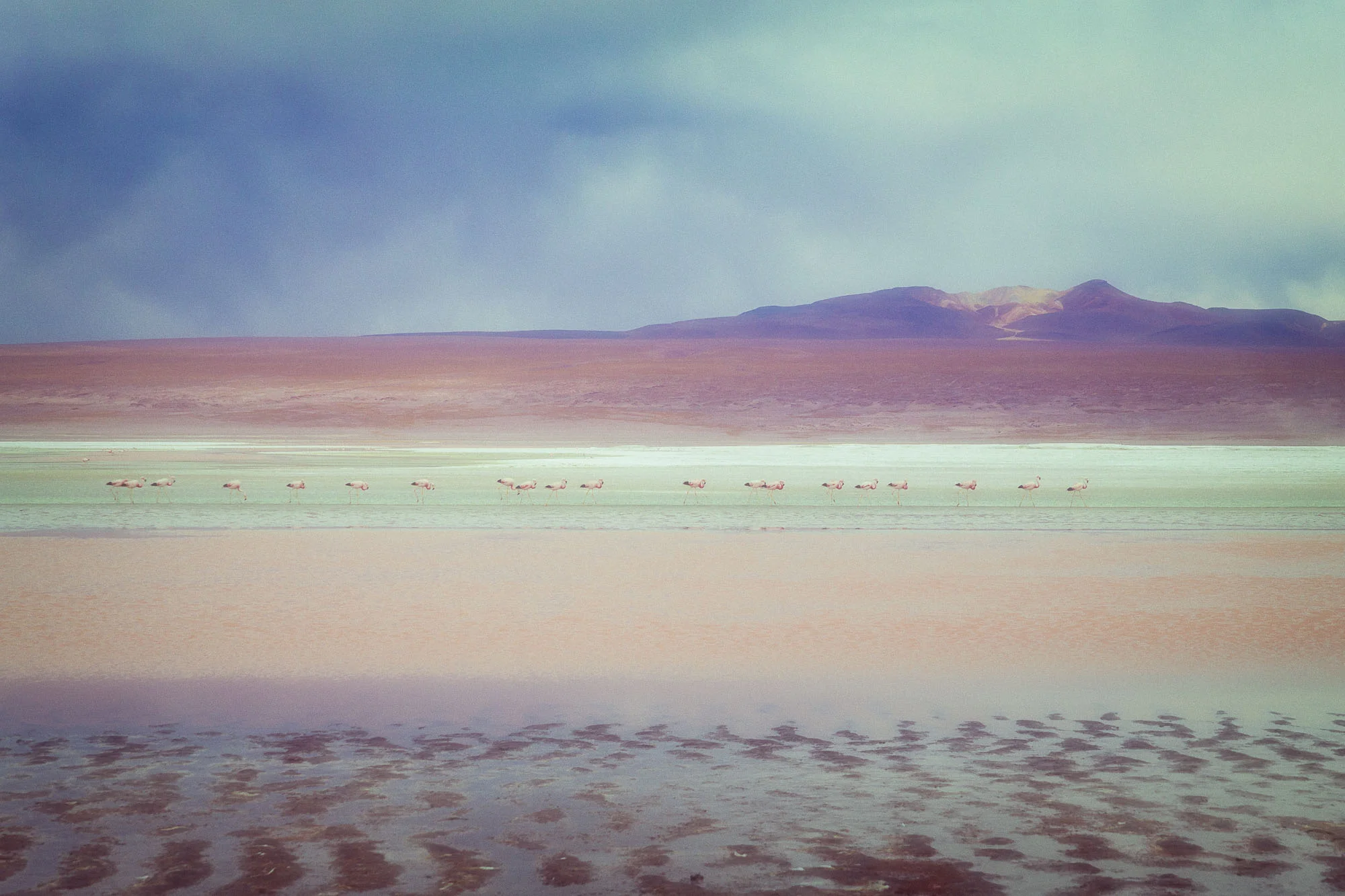 Colourful lagoon. aa flock of flamingos in the colourful lagoon. Bolivia