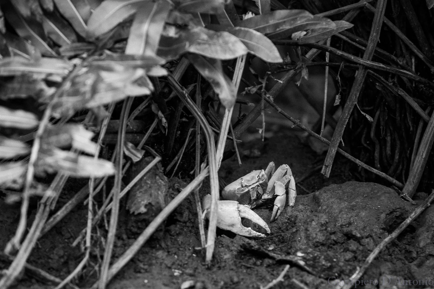 Wild Life in Rio00007.jpg