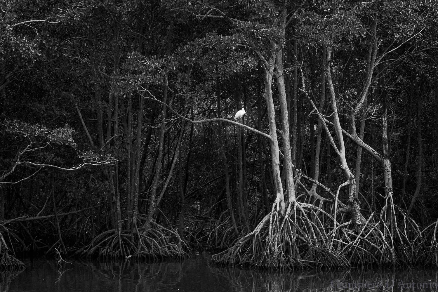 Wild Life in Rio00010.jpg