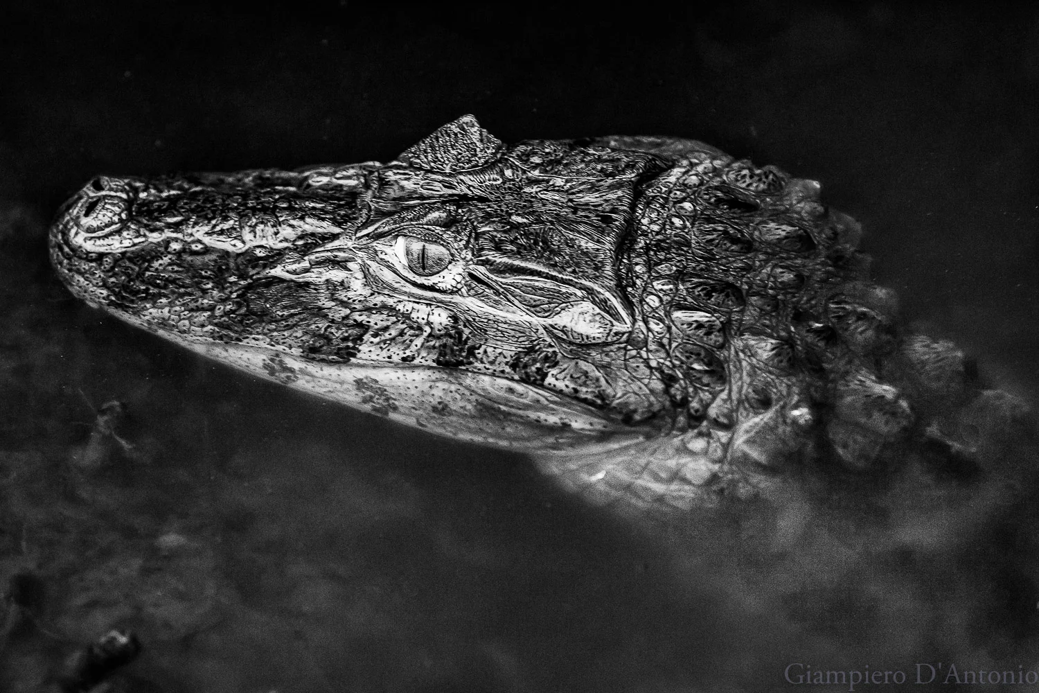 Wild Life in Rio00005.jpg