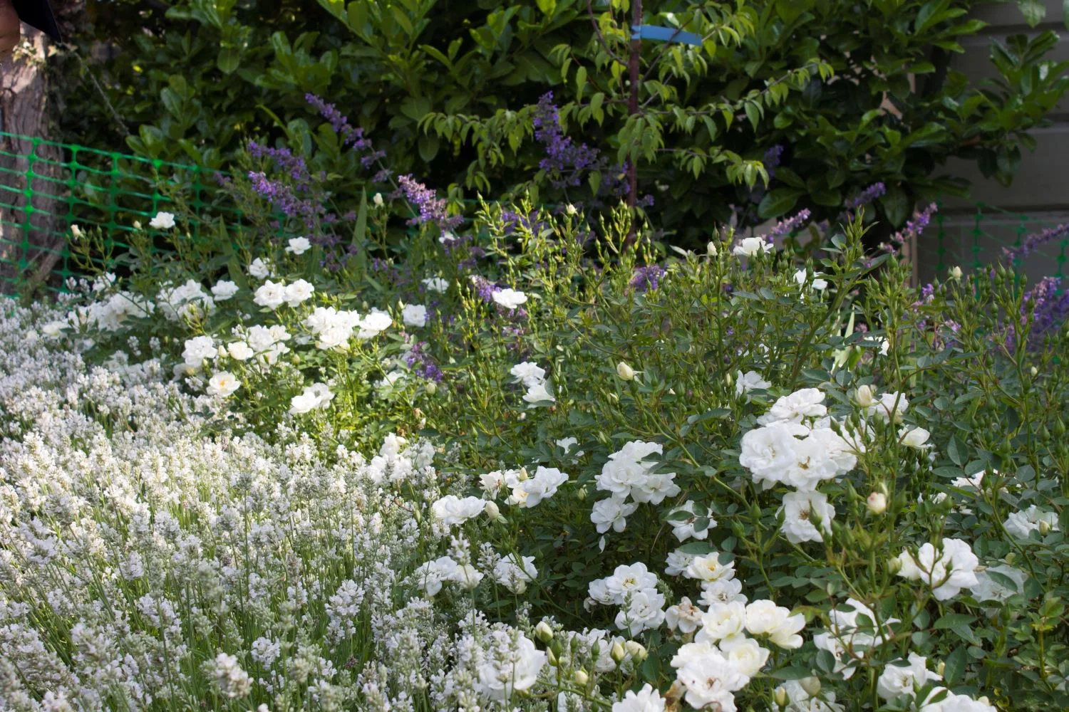 White rose and lavender (Rosa ‘Kent’ and Lavandula ‘Artic Snow’)