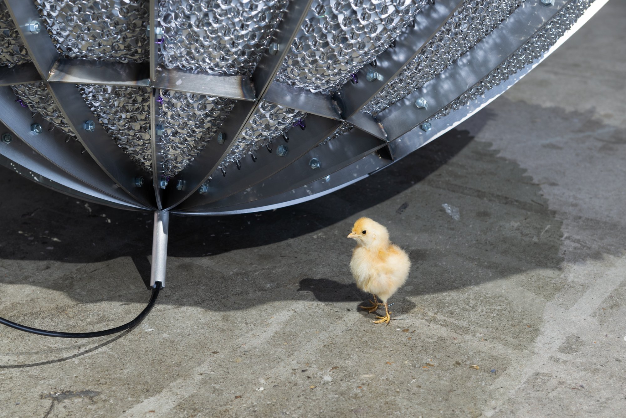    ]&lt;}* , scalemail, mild steel frame, Nano VNA network analyzer, coax cable, taxidermied eurasian chicks, 200cm, 160cmx 135cm, 2024 