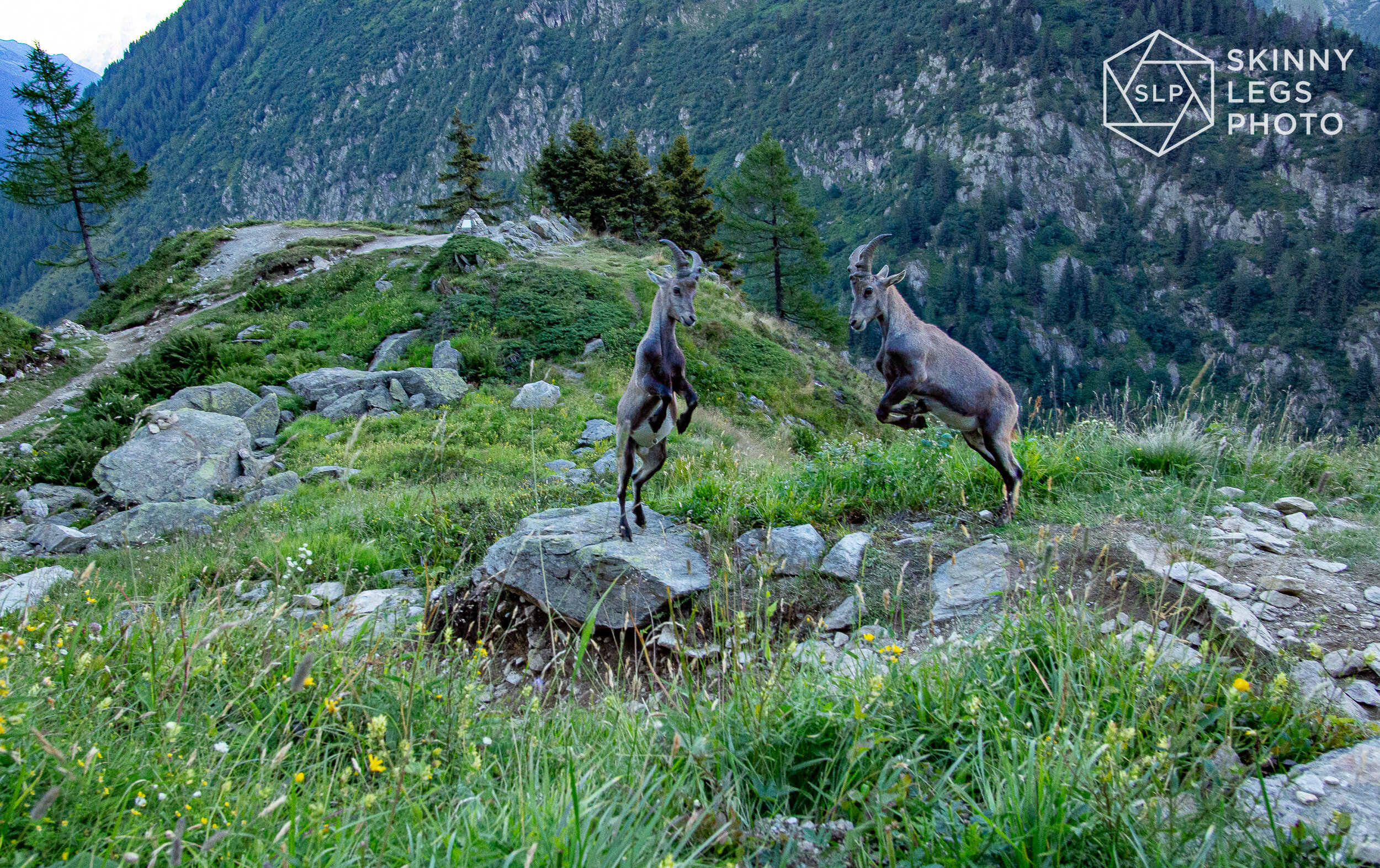 Fighting Ibex