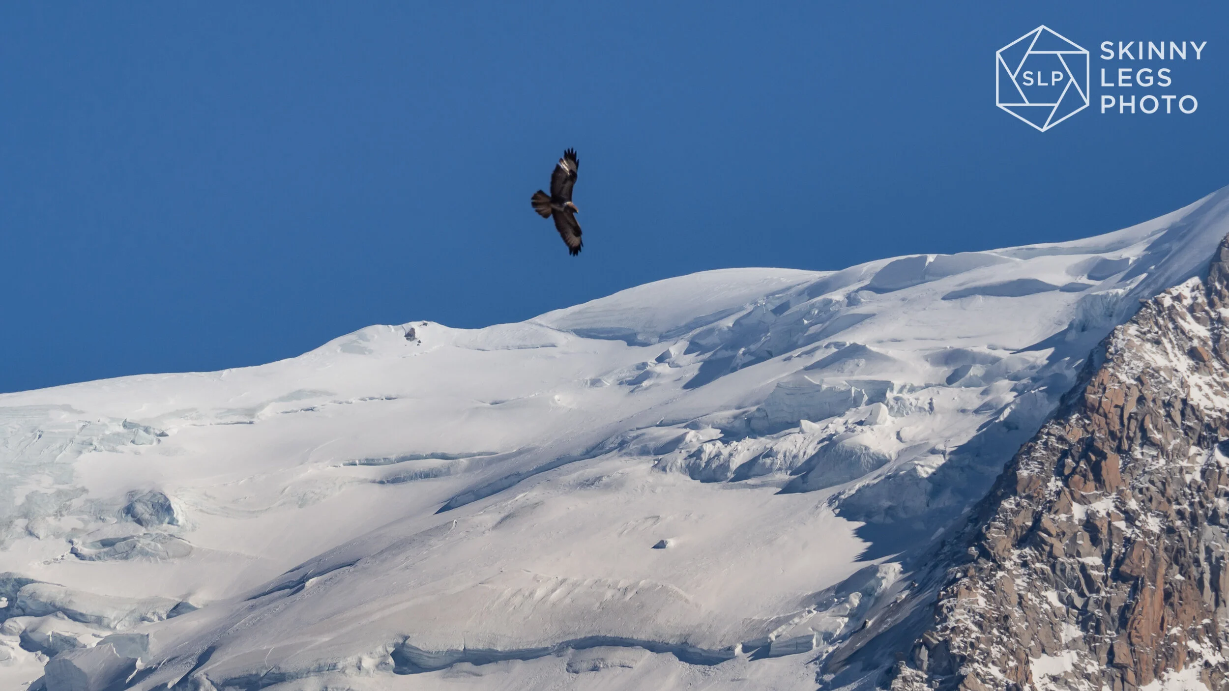 Golden Eagle