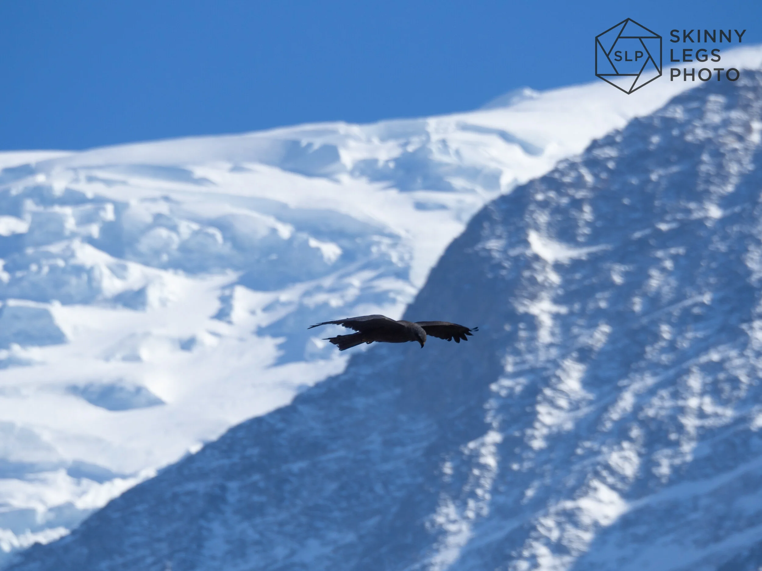 Black Kite