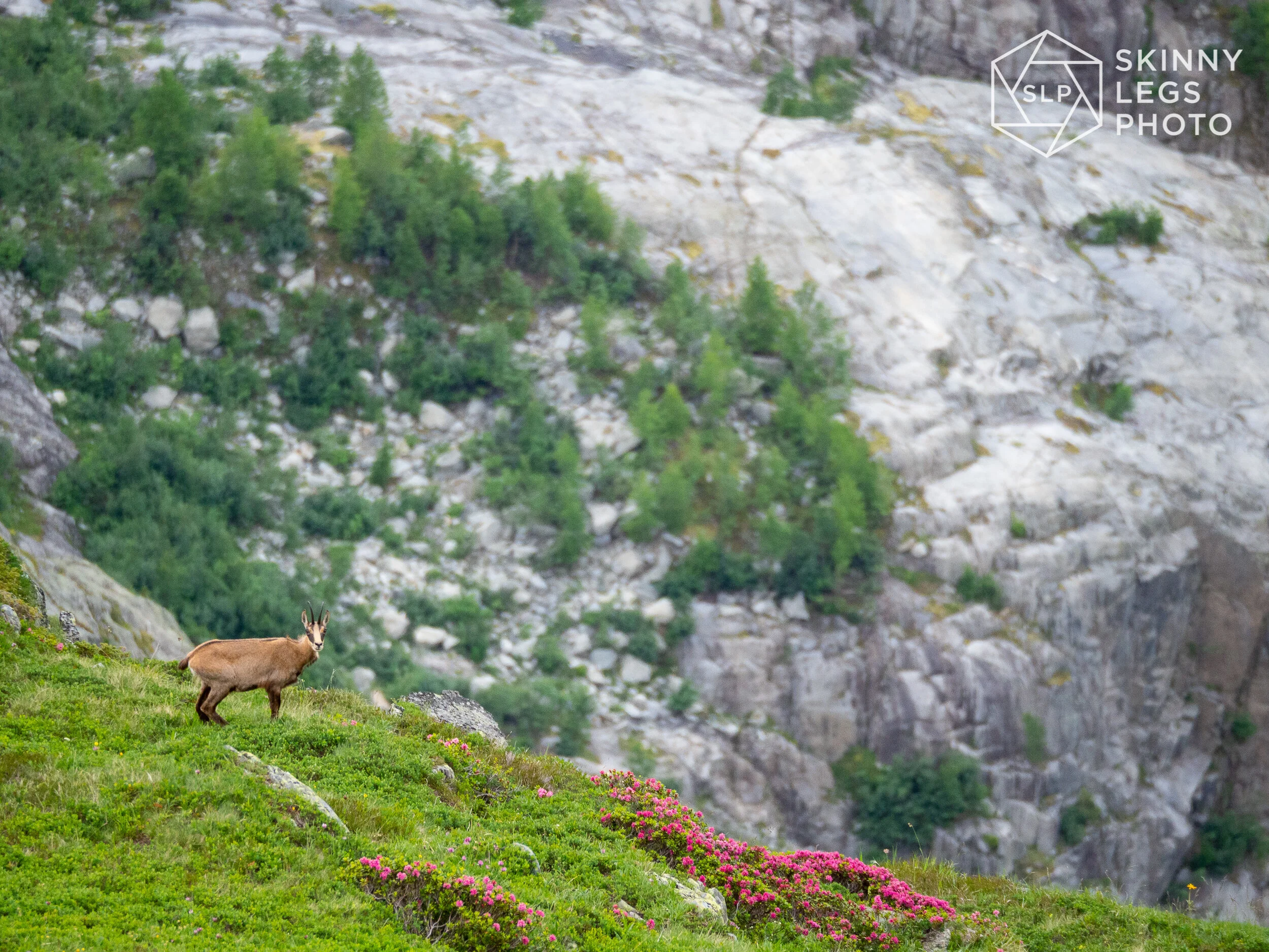 Chamois
