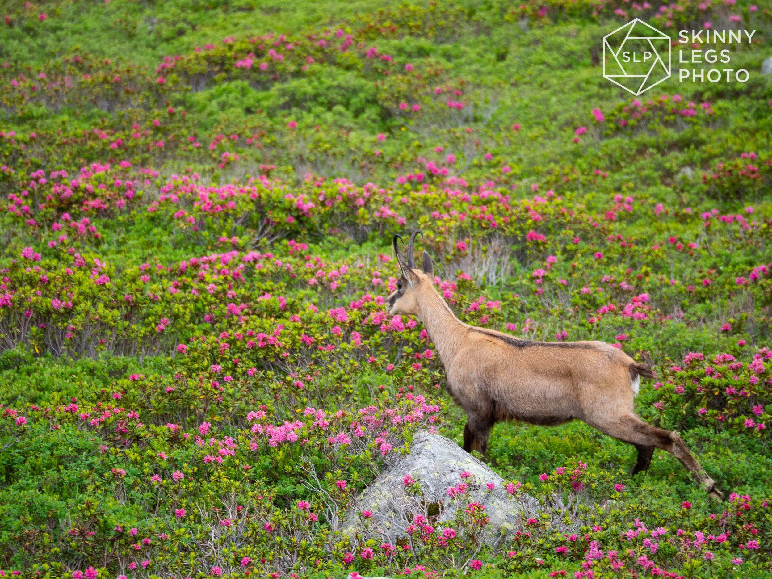Chamois 