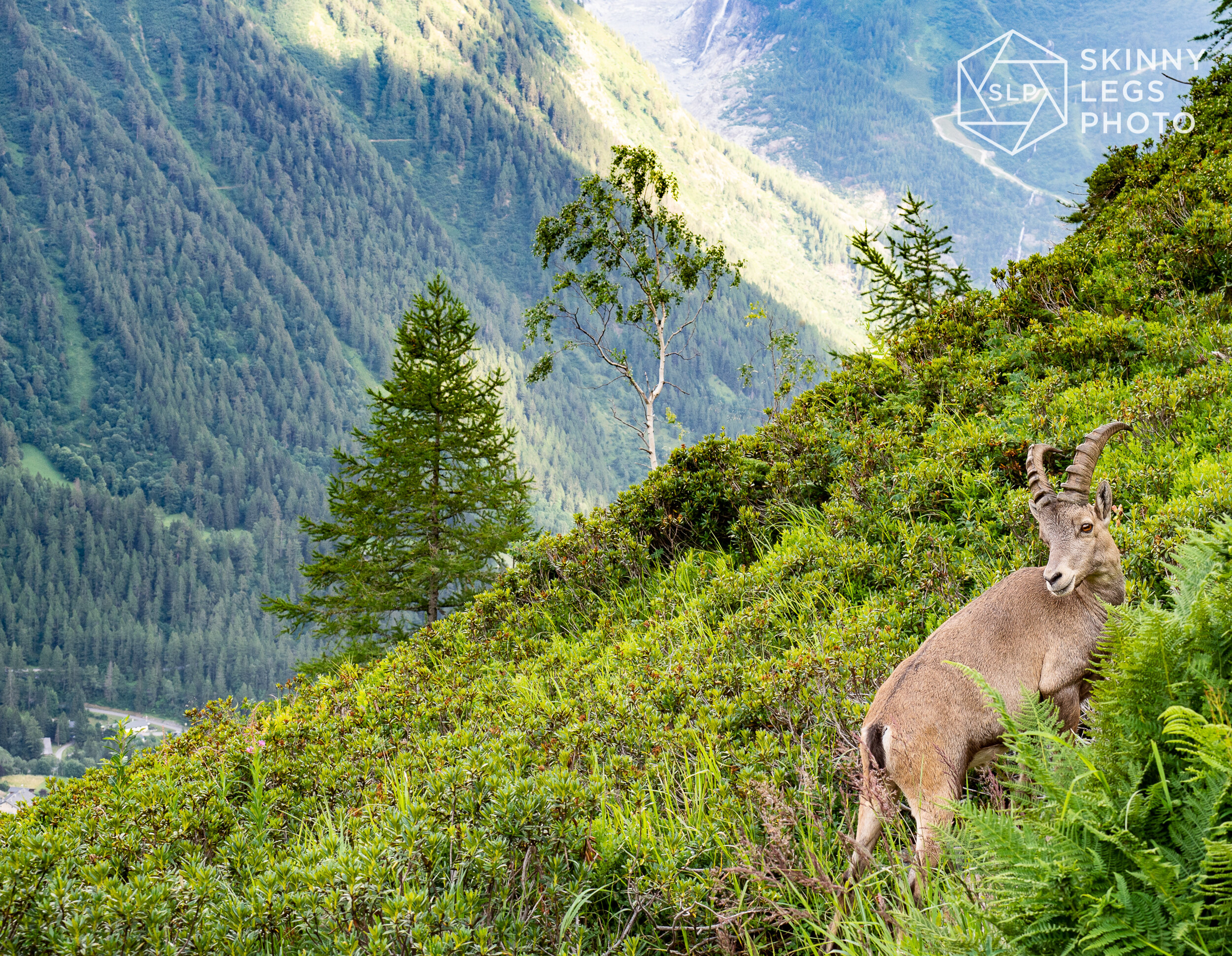 Ibex
