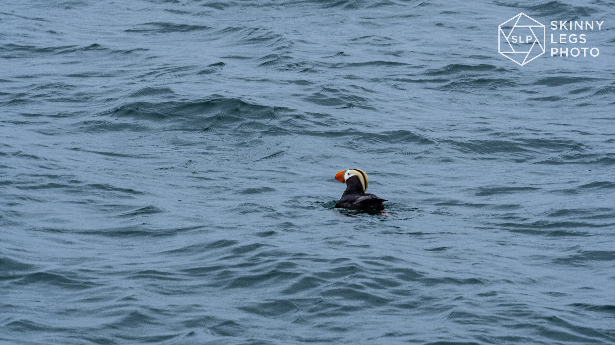 Tufted Puffin