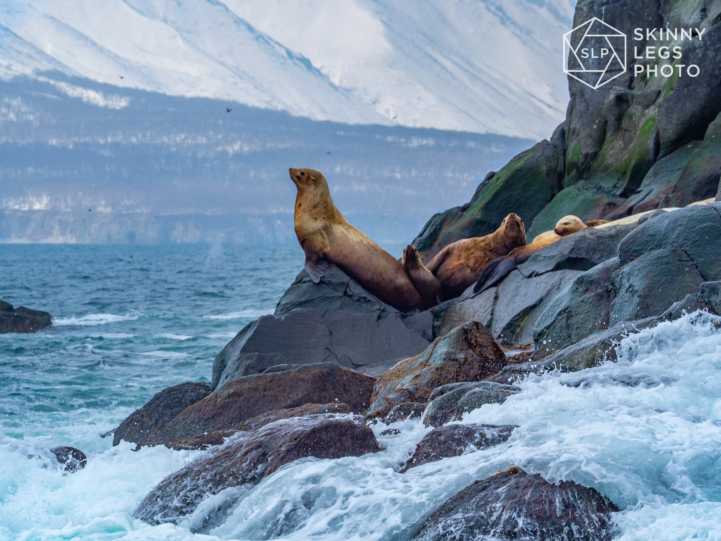 Sea Lions Kamchatka