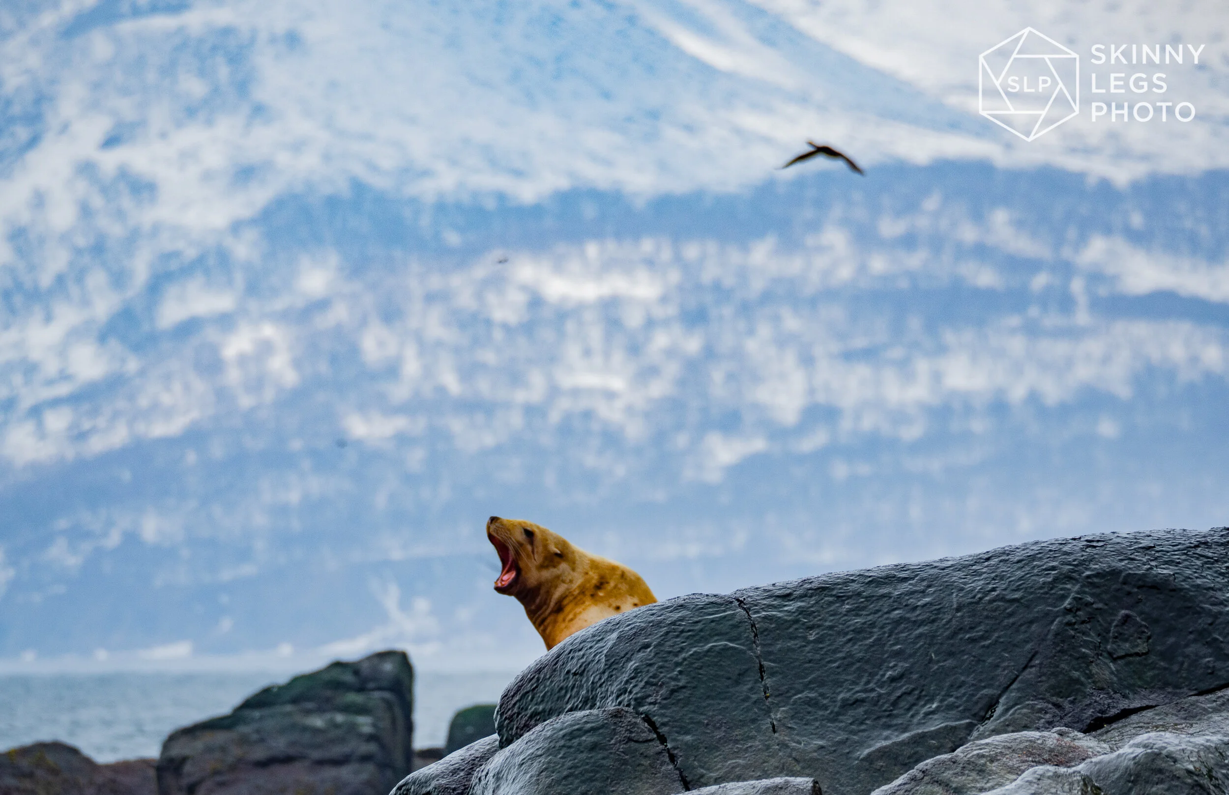 Sea Lion