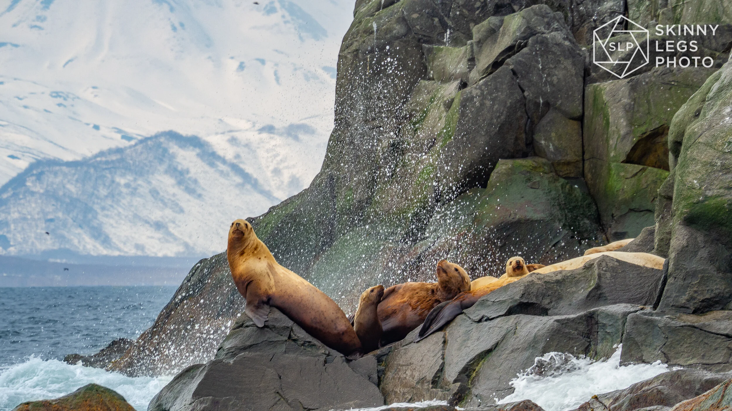 Sea Lions