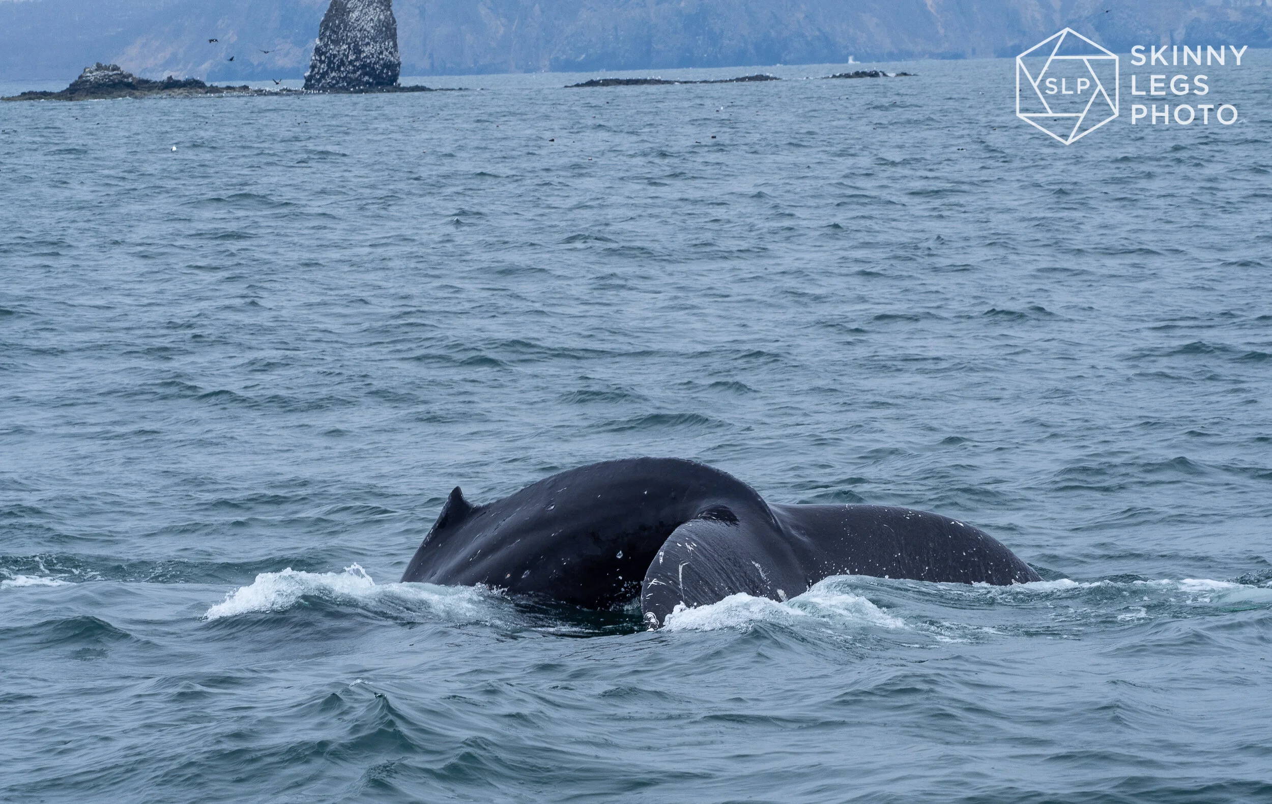 Humpback Whale