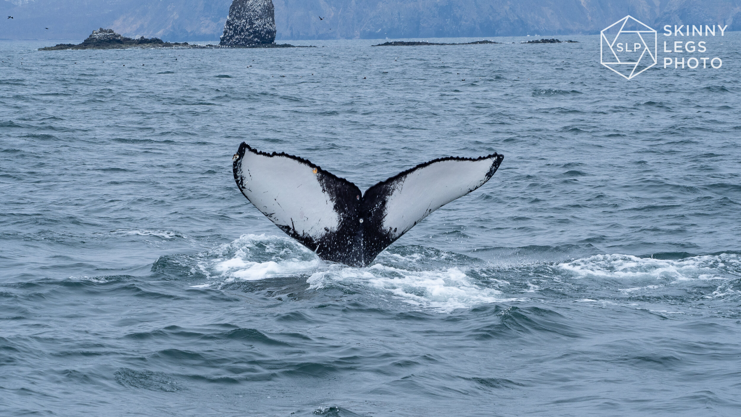 Whale Tail