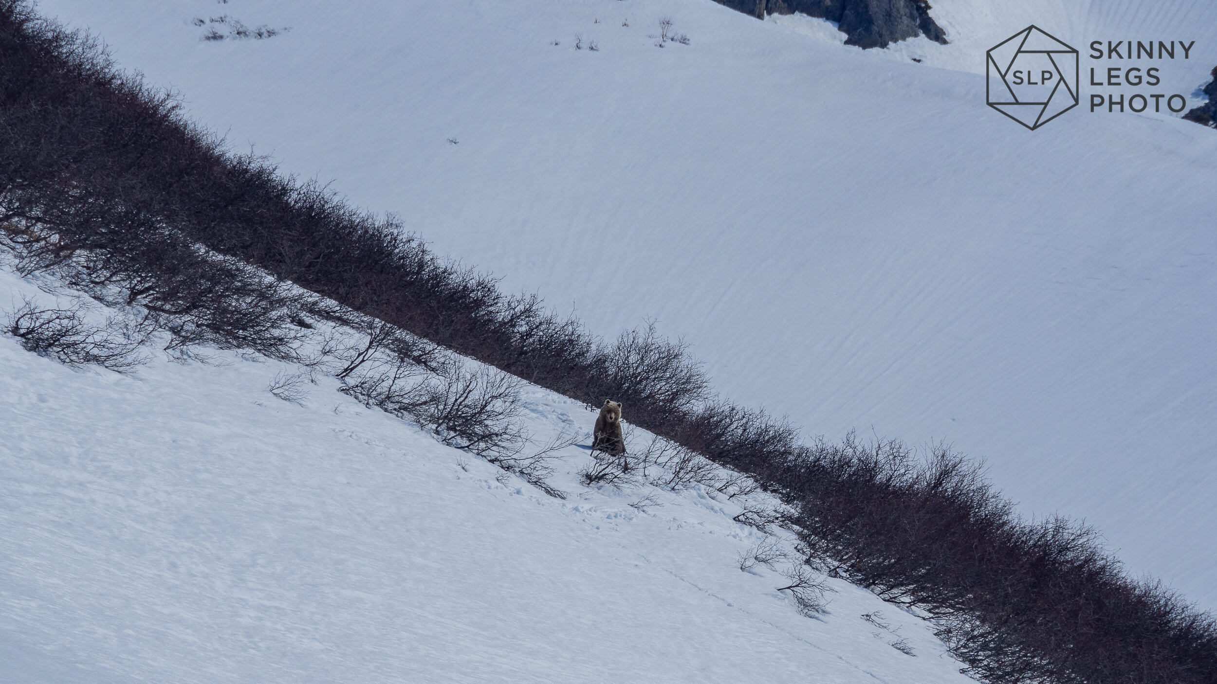 Brown Bear Kamchatka