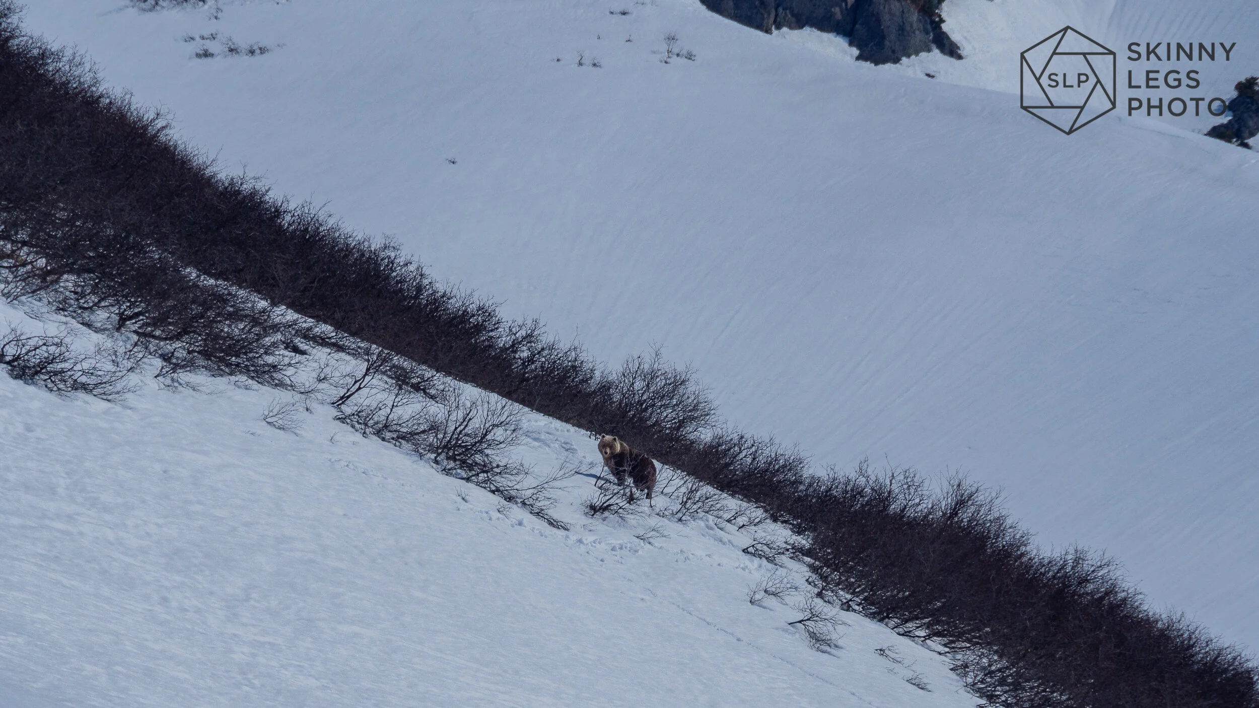 Kamchatka Brown Bear