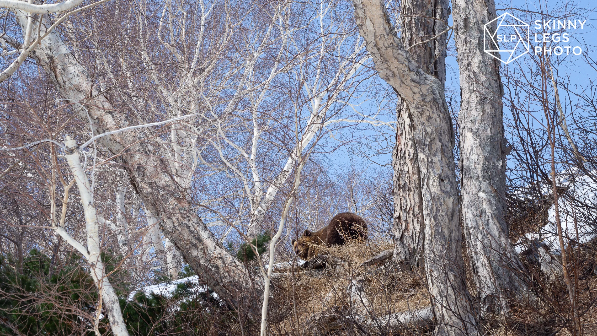 Brown Bear