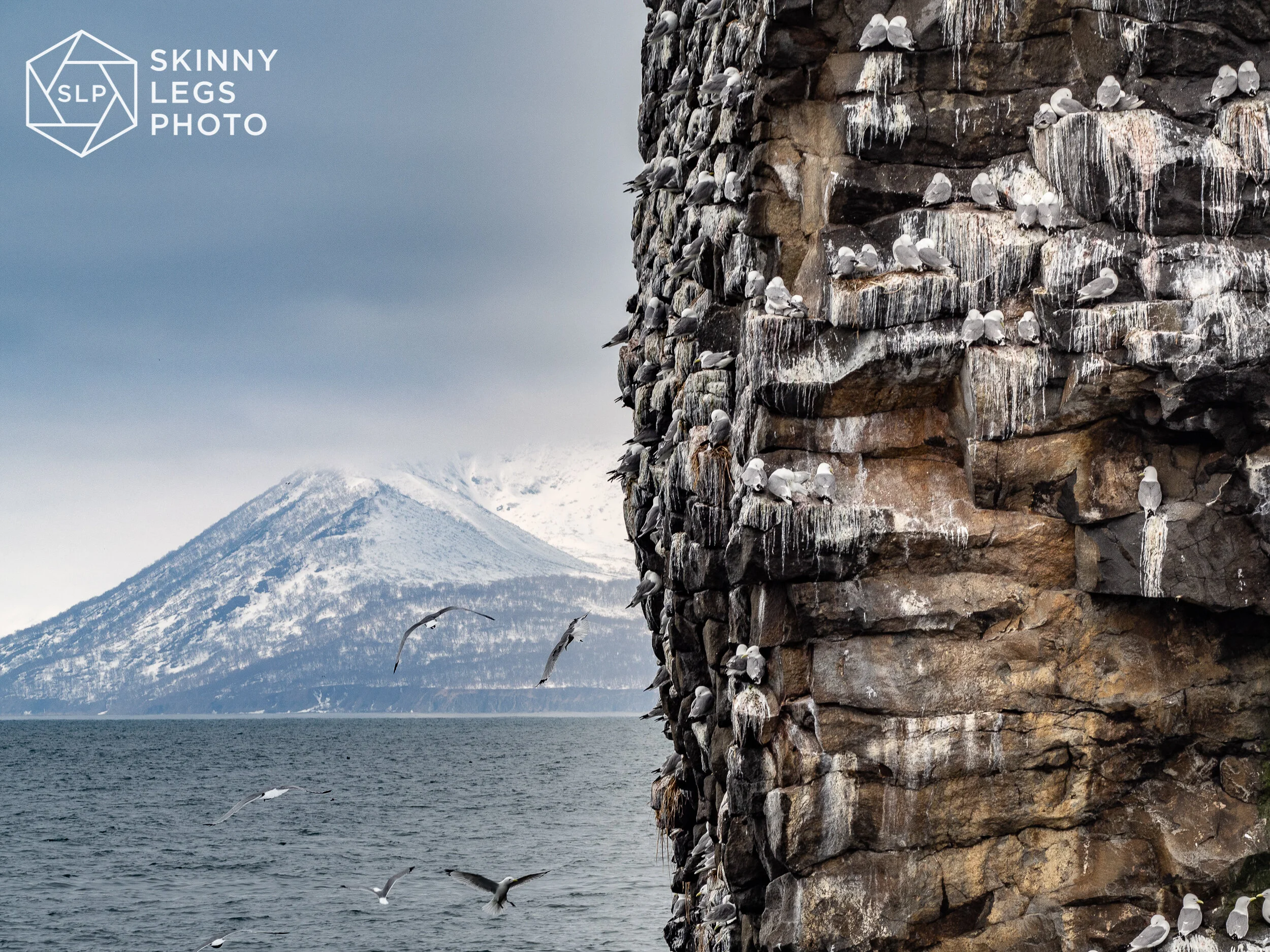 Gulls Kamchatka