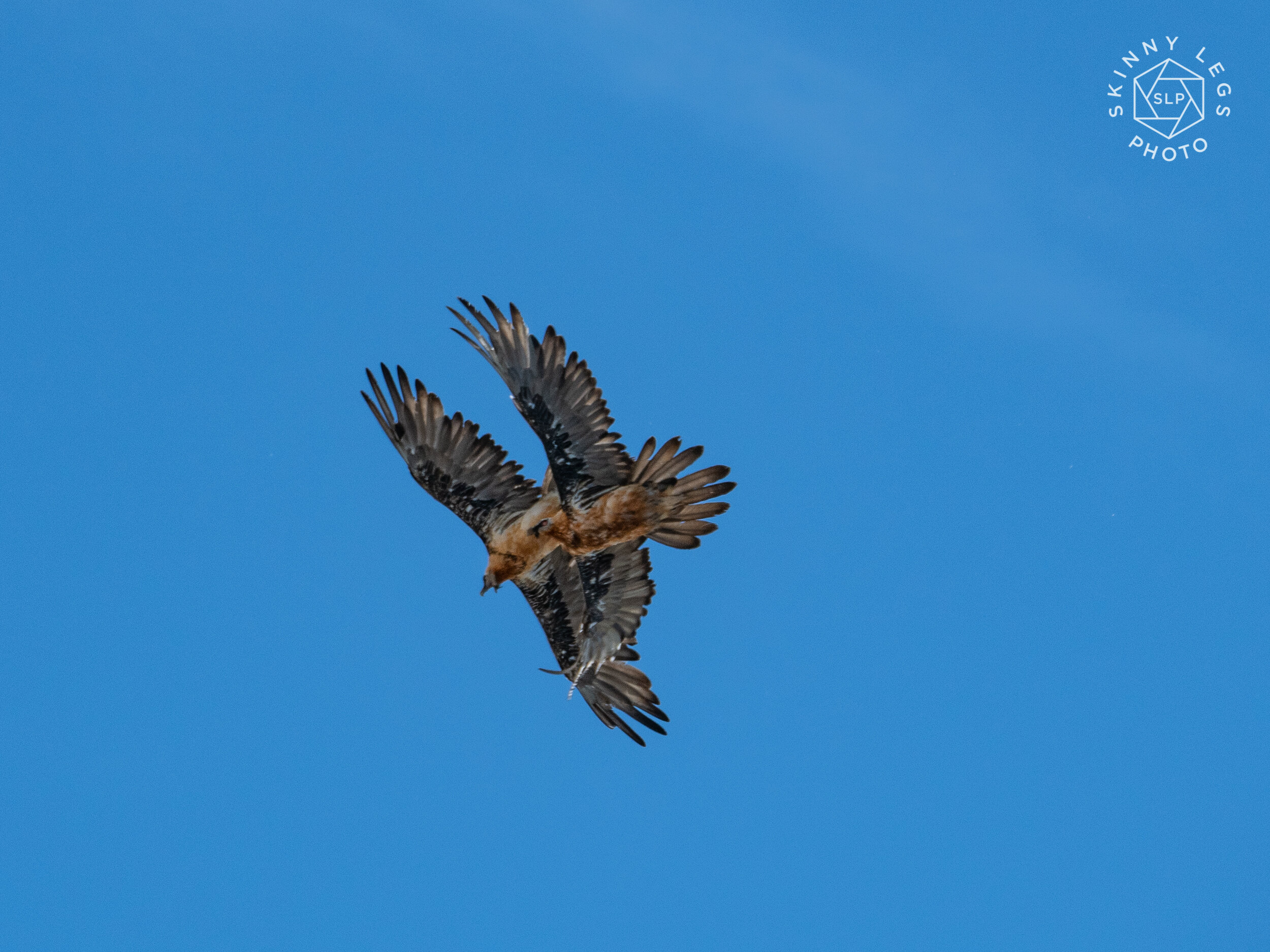 Bearded Vultures