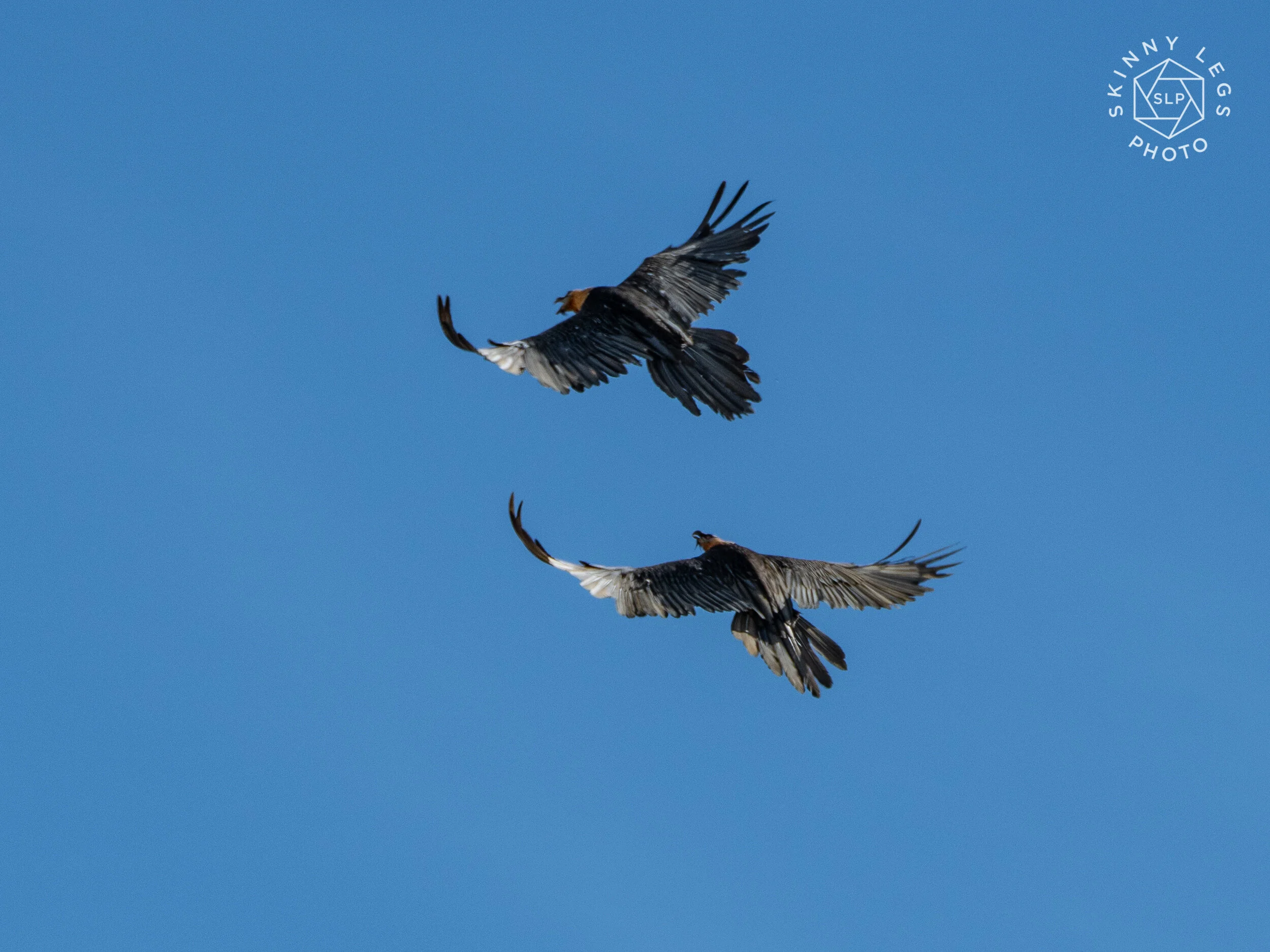 Pair of Bearded Vultures
