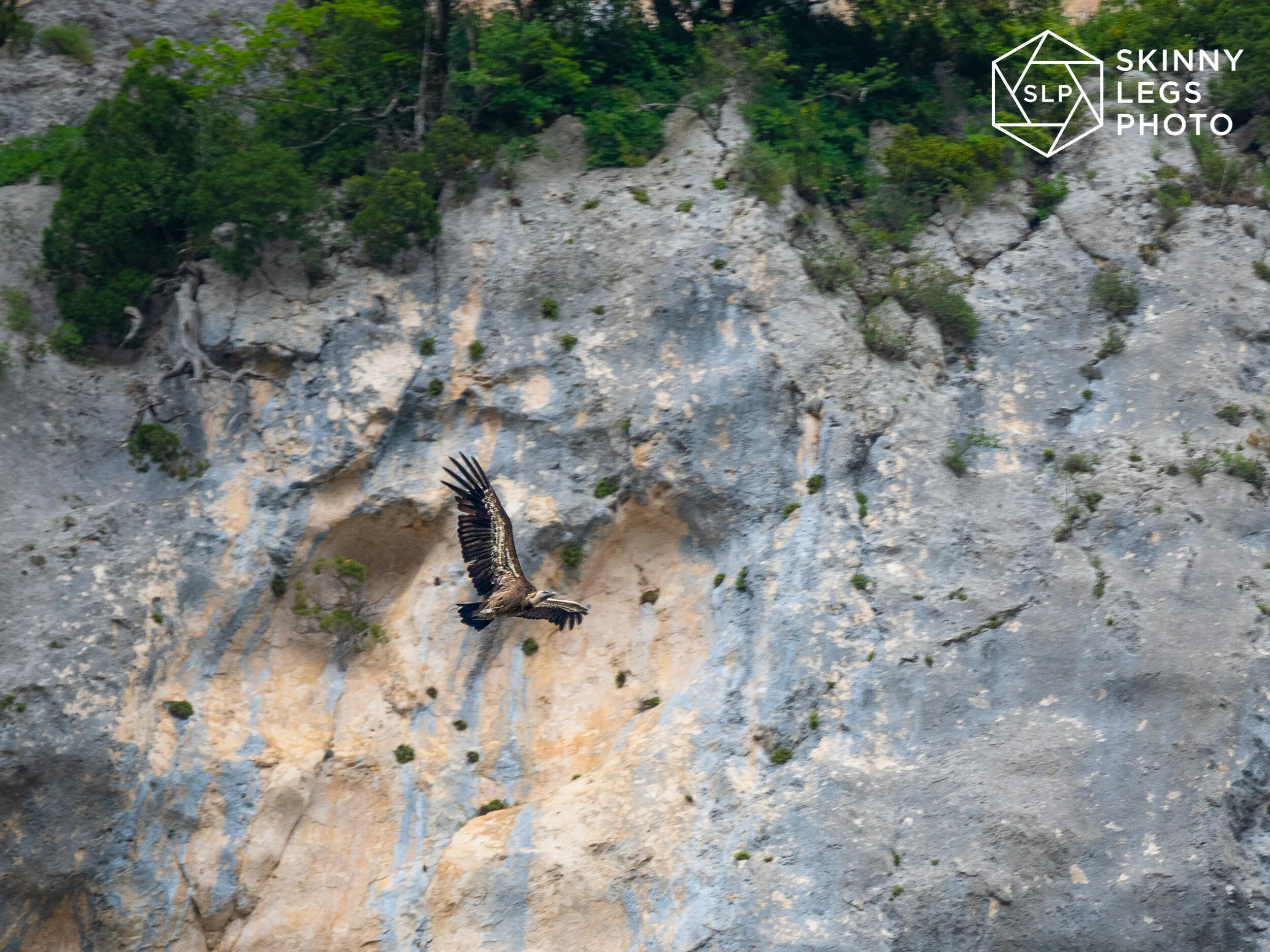 Griffon Vulture in the Verdon