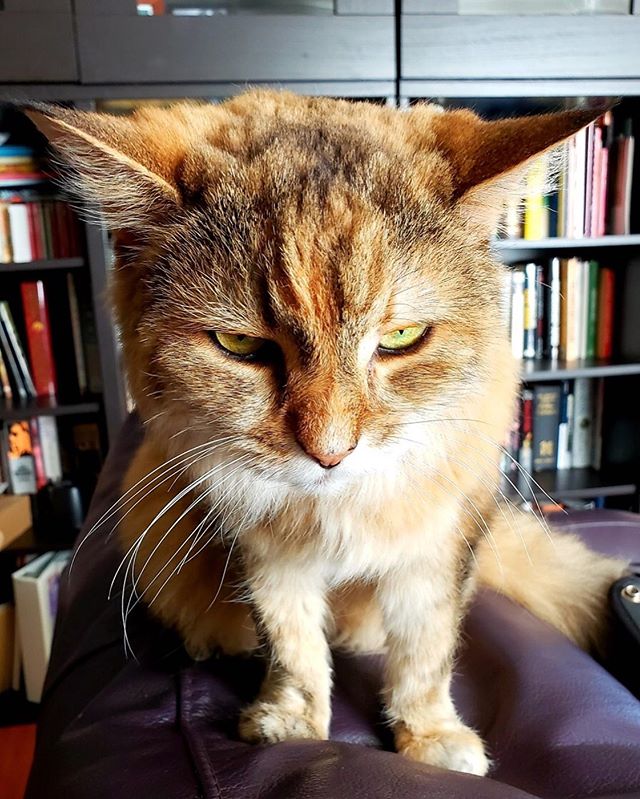 Lola: &ldquo;This is my best &lsquo;Grumpy Cat&rsquo; impression. What do you think? Did I nail it or what?&rdquo; 😸👌💫💕 &bull;
&bull;
&bull;
&bull;
#cats #catsofinstagram #catstagram #instacat #catlover #kitty #kitten #catoftheday #meow #kittens 
