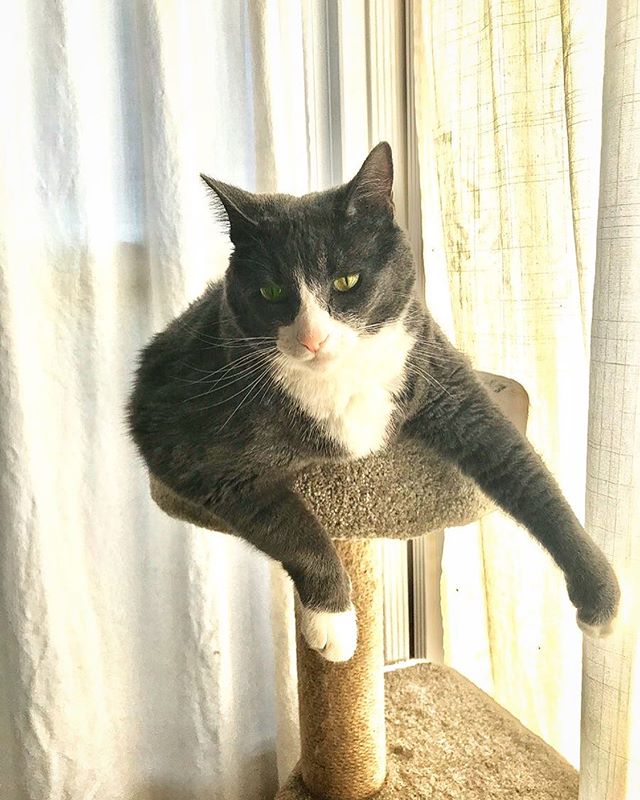 Felix: &ldquo;I overheard my mom saying she might get rid of the cat tower now that I&rsquo;m too big for it. Ha! I&rsquo;ll show her!&rdquo; 😸👏🐾💕 &bull;
&bull;
&bull;
&bull;
#cats #catsofinstagram #catstagram #instacat #catlover #kitty #kitten #