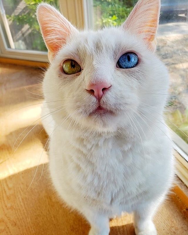 Loki belongs to one of our sitters, Melissa, but we had the pleasure of taking care of him while she was on vacation this week! Look at those gorgeous eyes! Yep, they&rsquo;re two different colors! 😸👀💚💙 &bull;
&bull;
&bull;
&bull;
&bull;
#cats #c
