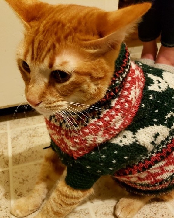 Just had to share this pic of Kumquat in his holiday sweater! Kumquat is one of our sitters, Josh&rsquo;s cat, and Josh&rsquo;s wife knitted this sweater! 😸✨🧶❄️ &bull;
&bull;
&bull;
&bull;
&bull;
#cats #catsofinstagram #catstagram #instacat #catlov