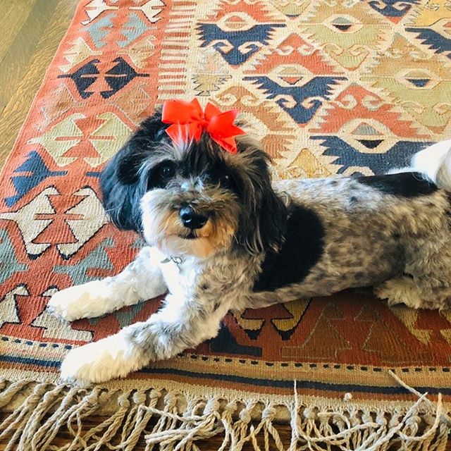 Mochi: &ldquo;I always feel better with a fresh bow in my hair!&rdquo; 🐶🐾🌟❤️ &bull;
&bull;
&bull;
&bull;
#pets #puppies #dogoftheday #doglover #ilovemydog #puppylove #petstagram #dogsofig #dogs_of_instagram #petsofinstagram #puppiesofinstagram #do