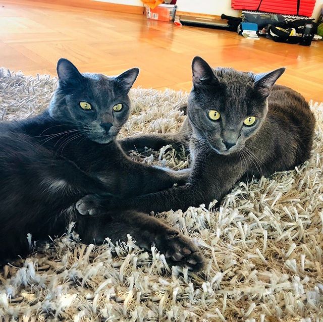 Nope, you&rsquo;re not seeing double! It&rsquo;s just Star and Juneau, the sweetest twin brothers! 😸🌟✨❤️ &bull;
&bull;
&bull;
&bull;
#cats #catsofinstagram #catstagram #instacat #catlover #kitty #kitten #catoftheday #meow #kittens #catsagram #ilove