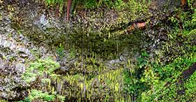 forest.jpg