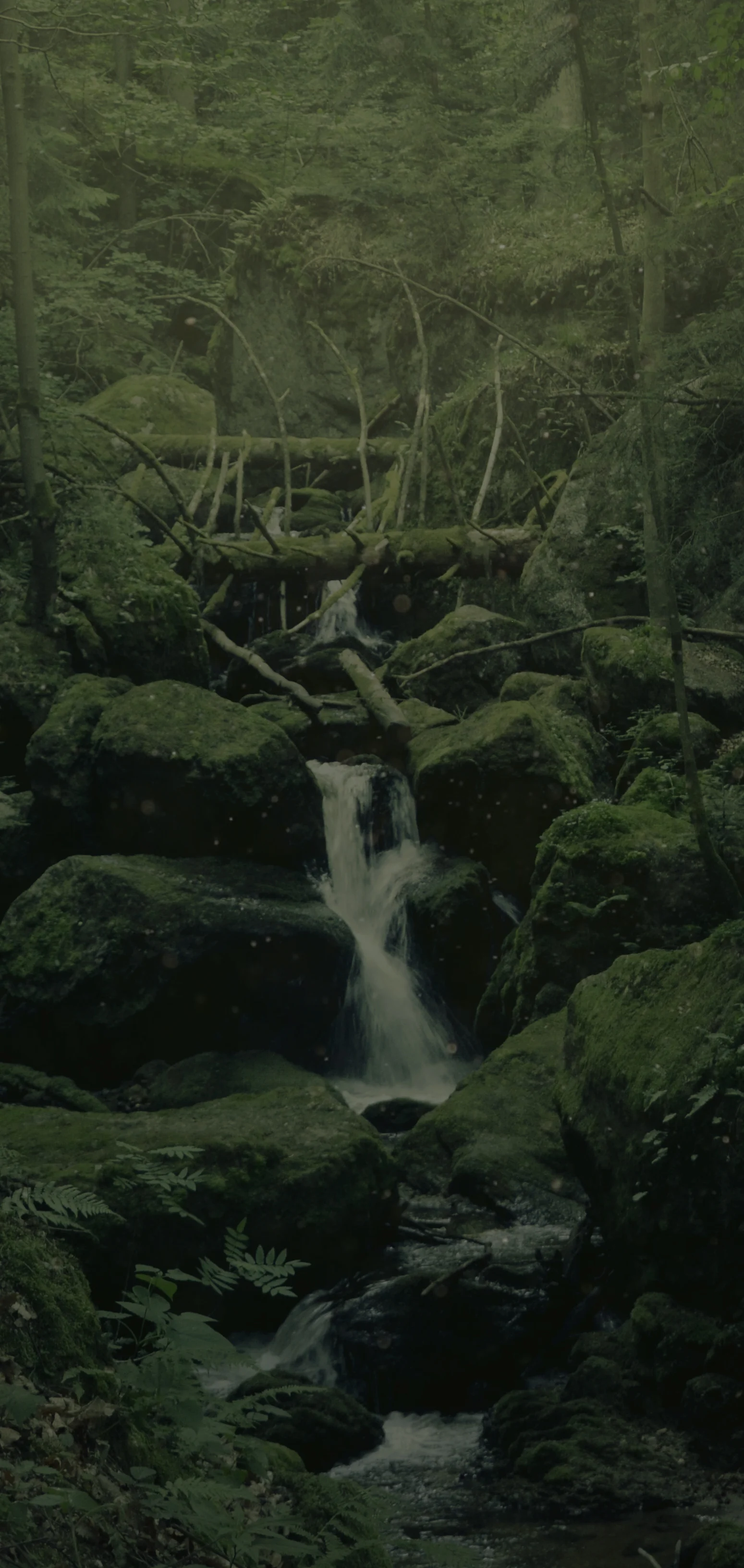 Waldland_Background.jpg
