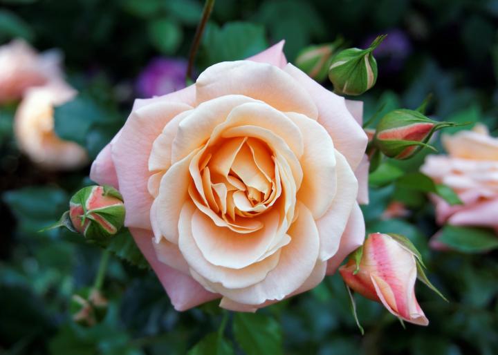 rose-peach.jpg