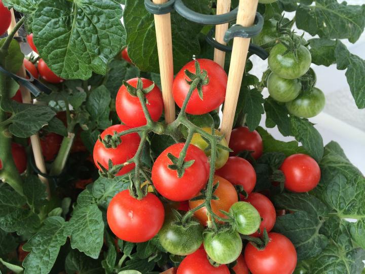 tomato-container-gardening.jpg