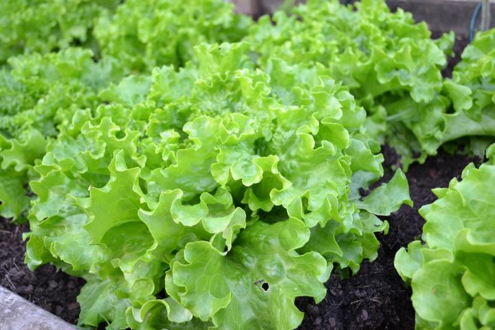 lettuce-container-gardening_full_width.jpg
