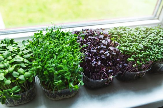 MICROGREENS.png