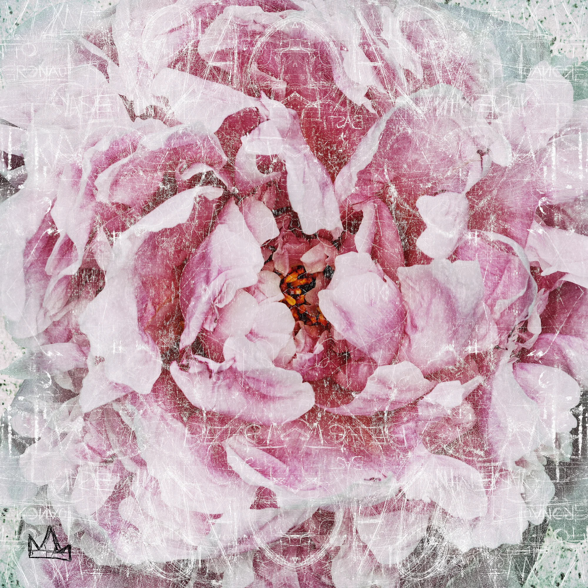 PEONY WHITE GRAFFITI