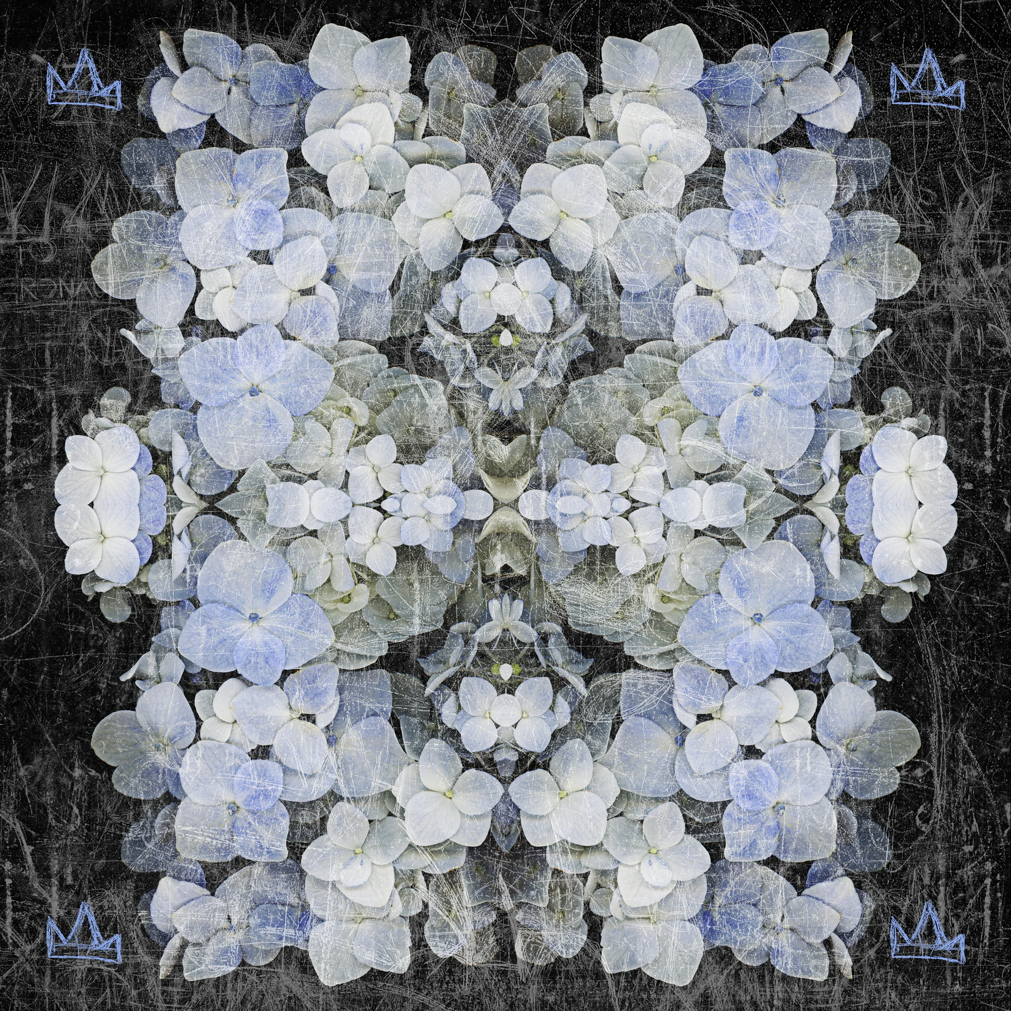 HYDRANGEA BLUE