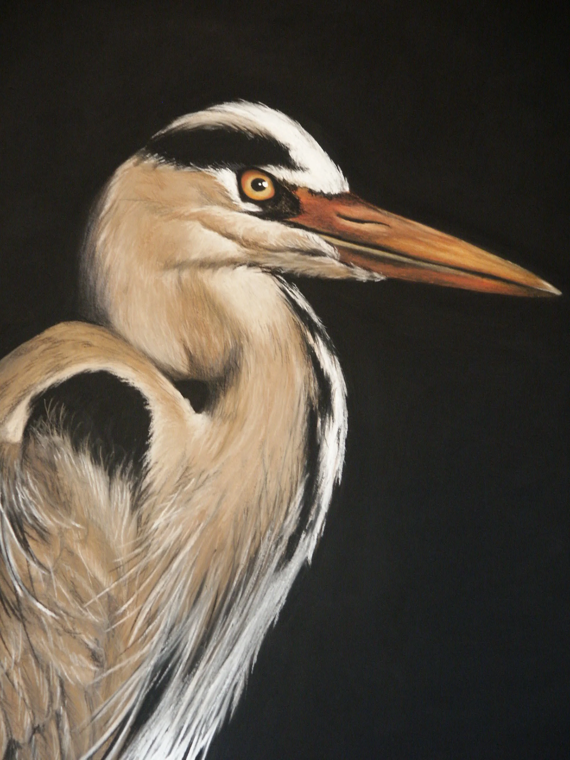 heron close up.JPG