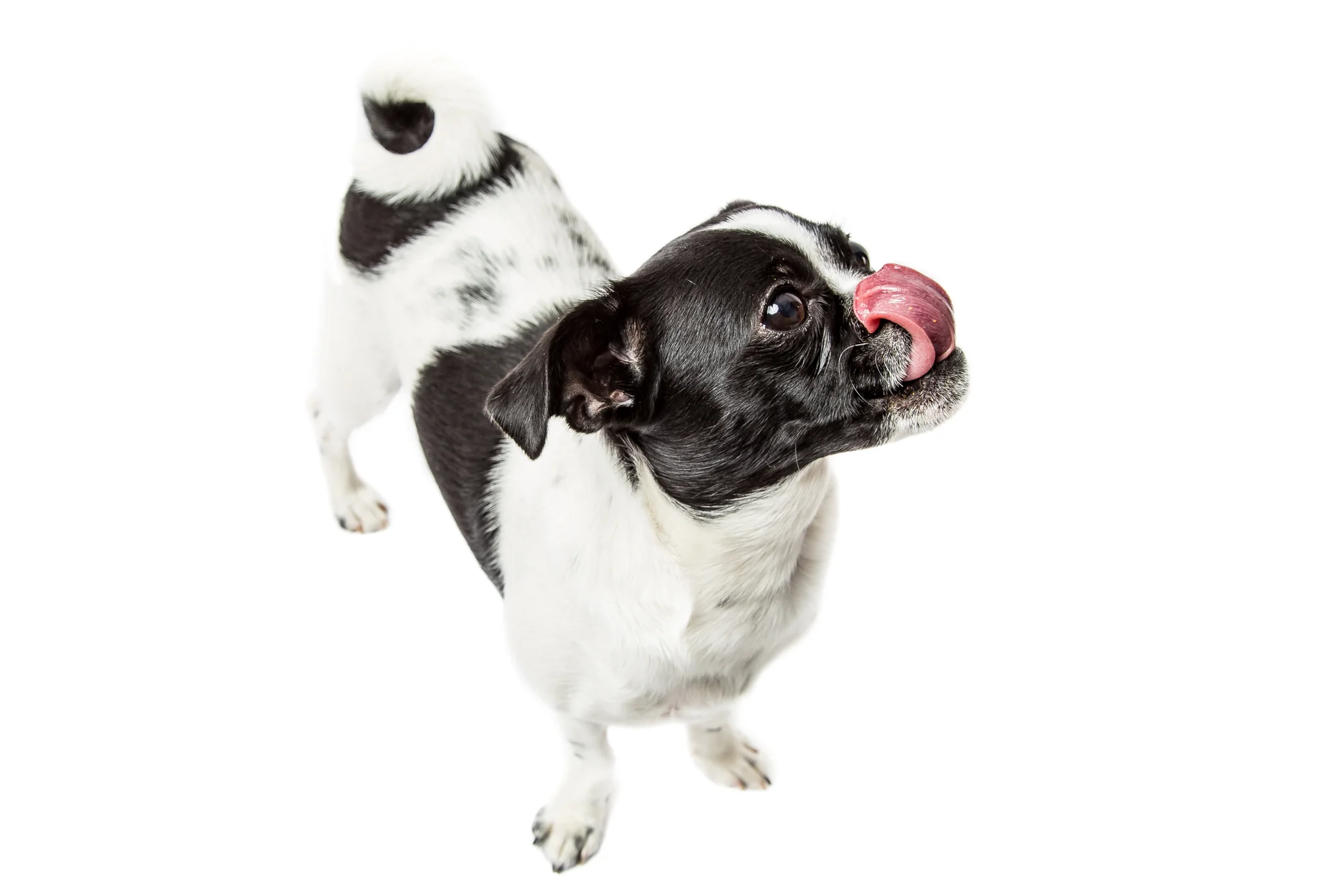 Puglets-5.jpg