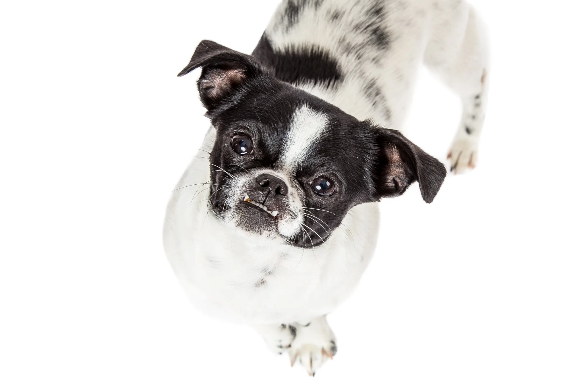 Puglets-7.jpg