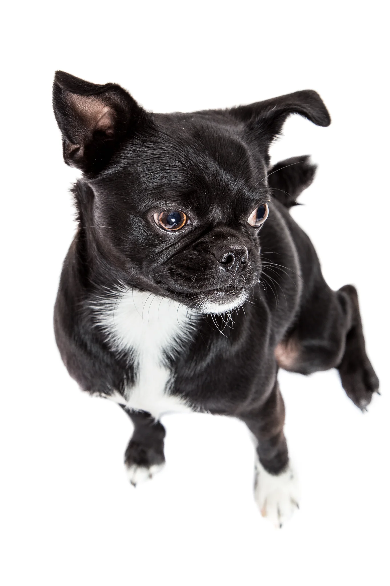 Puglets-8.jpg
