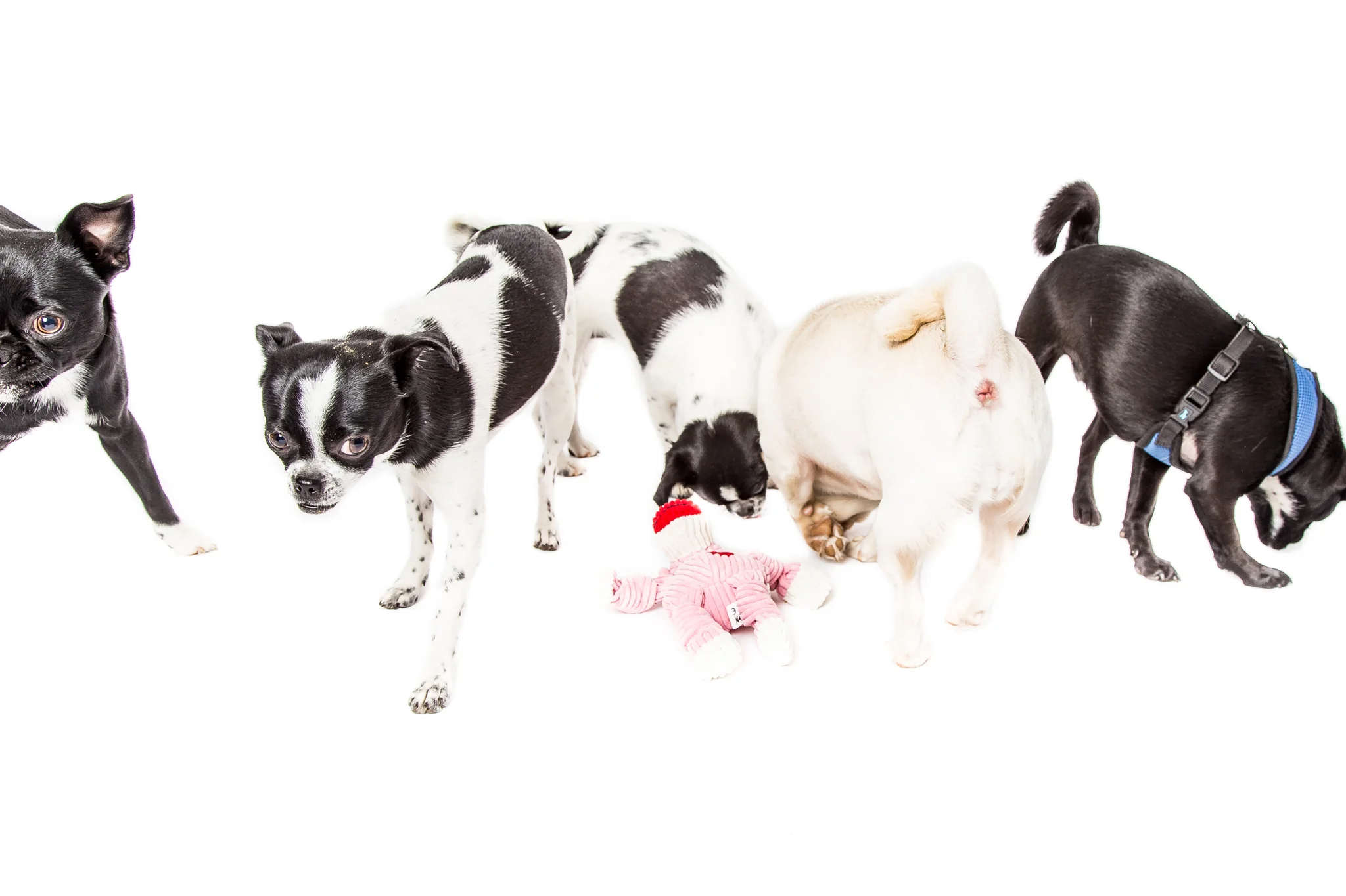 Puglets-11.jpg