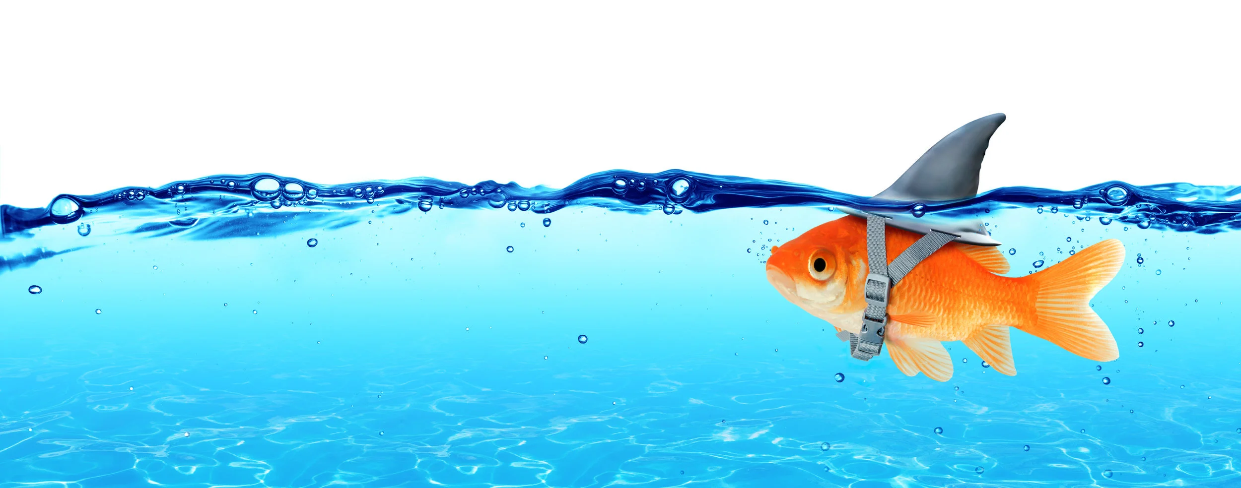 Leveraging Your Strengths On The Job