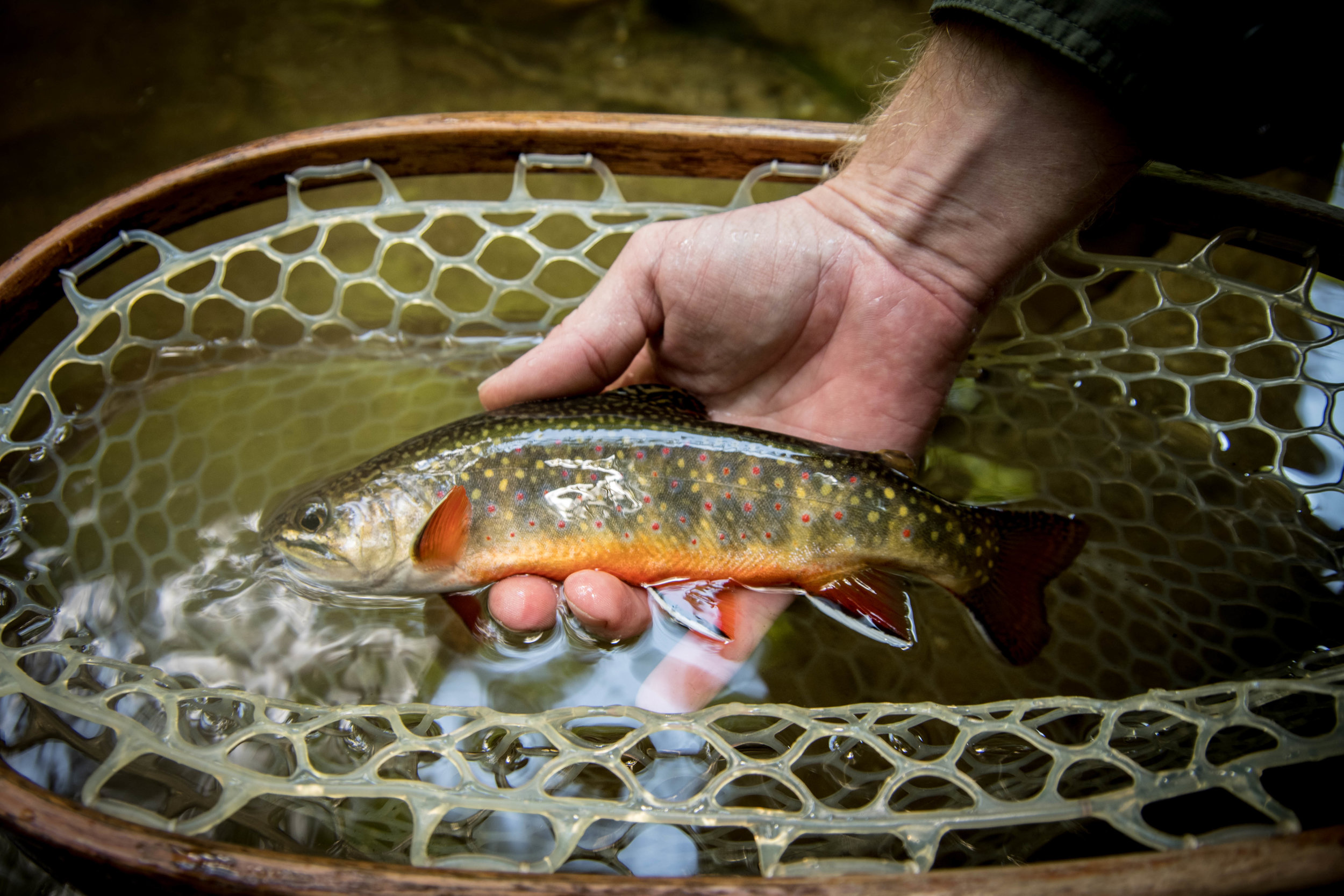  Jillian Schuller Photography - Fly Fishing 