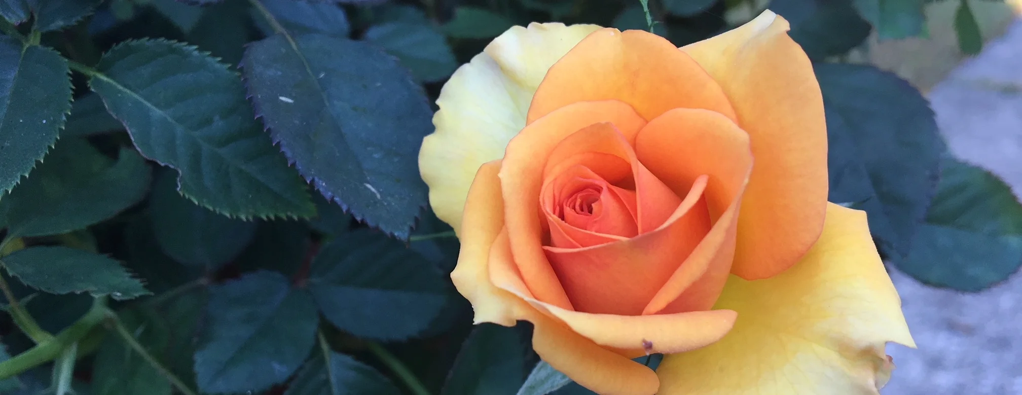 rose.JPG