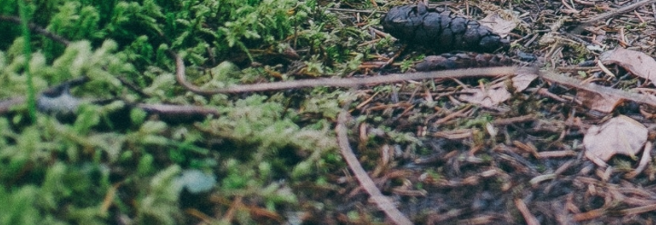 Nature Walk with Valerie