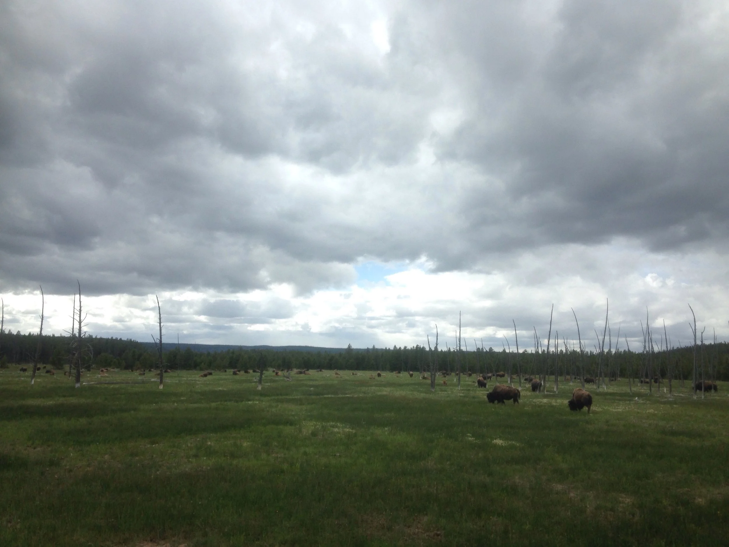 Buffalo in Wyoming