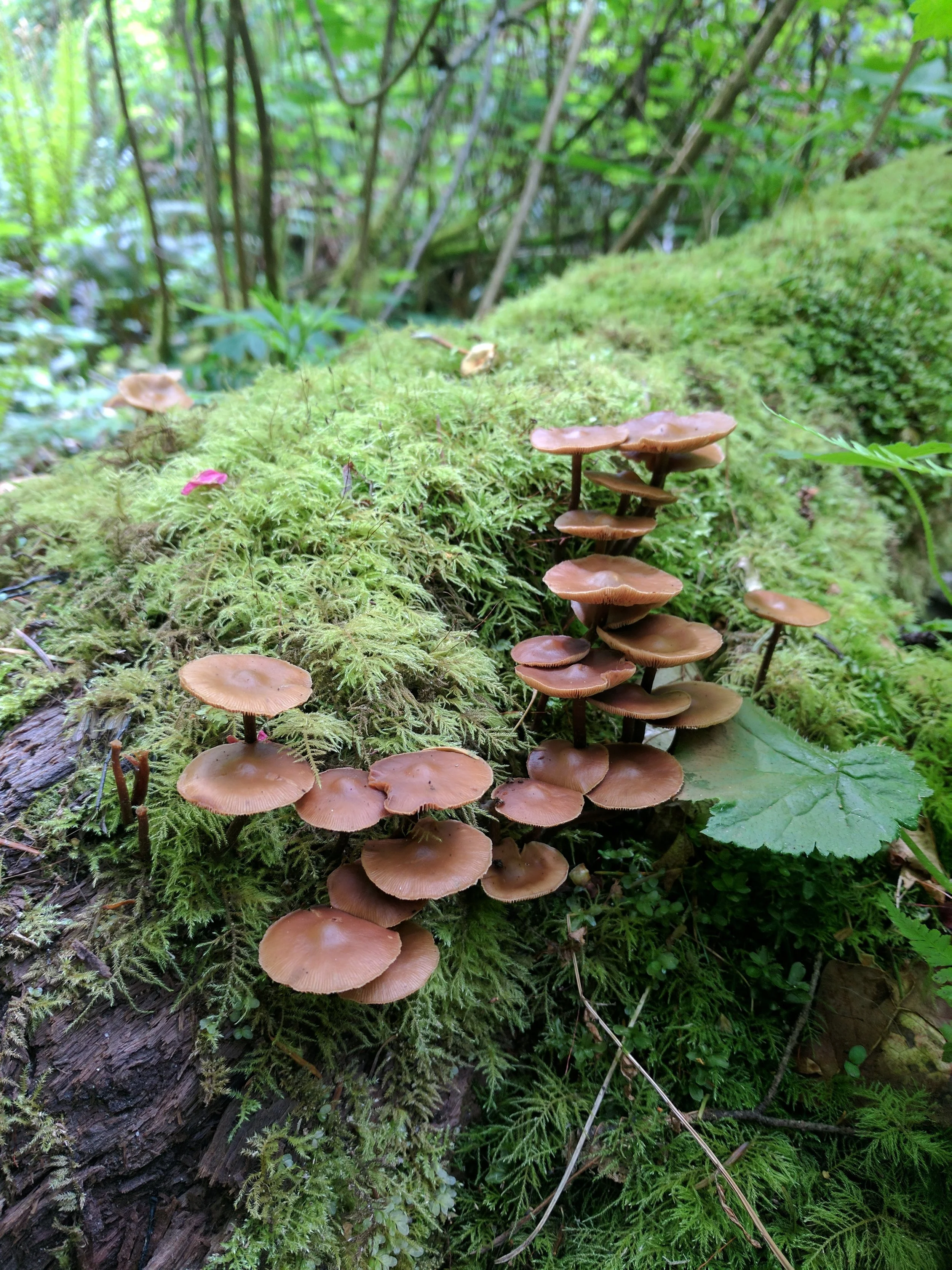 From Hobbit Forest to Rocky Beach at Carkeek Park